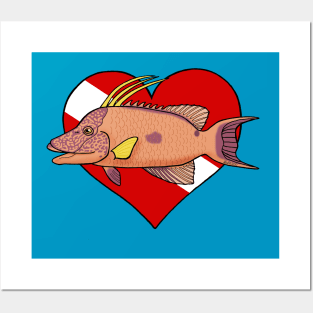 Hogfish Diver Posters and Art